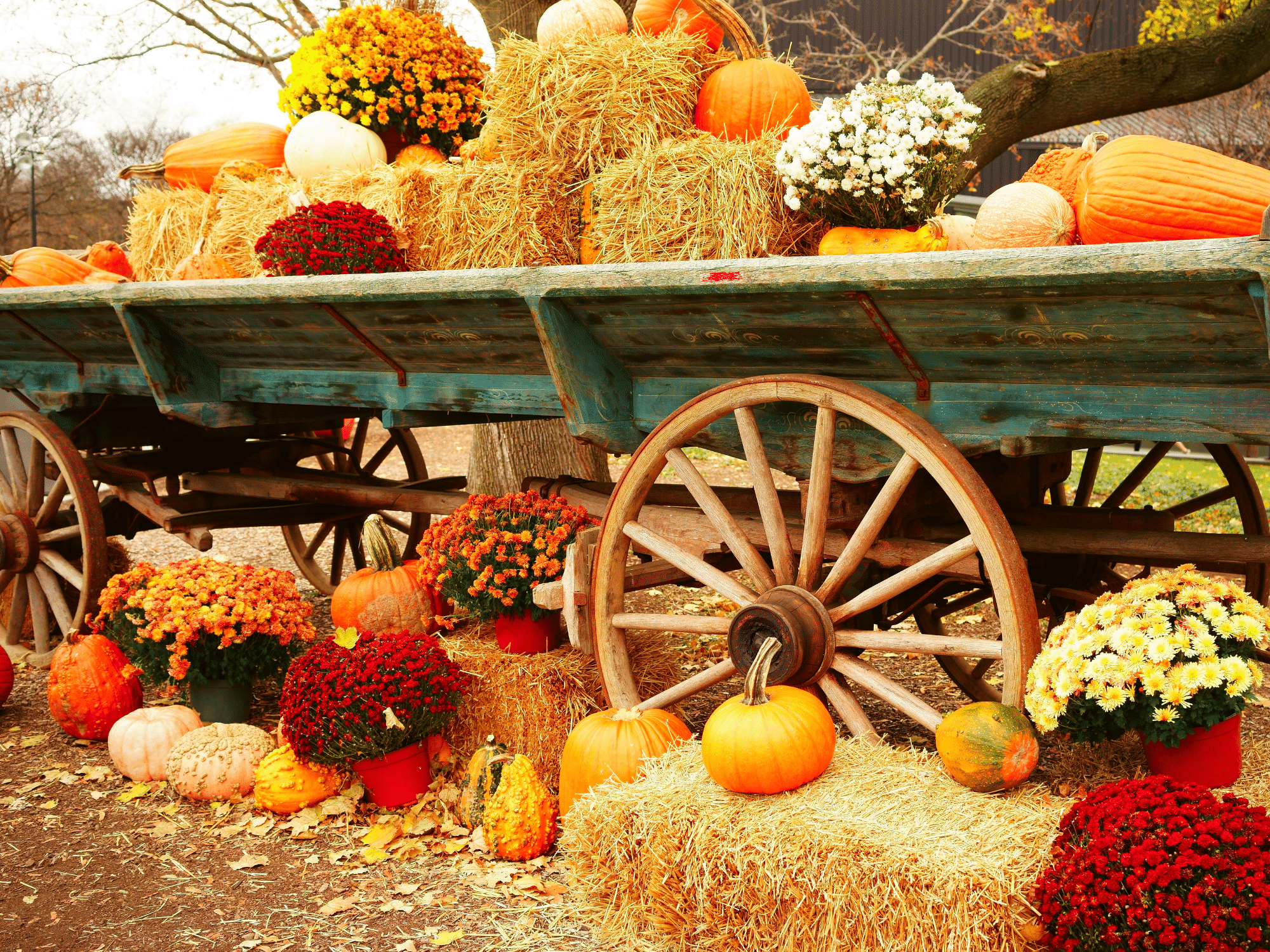 Ferienhausträume Bodensee Umgebung Erntefest