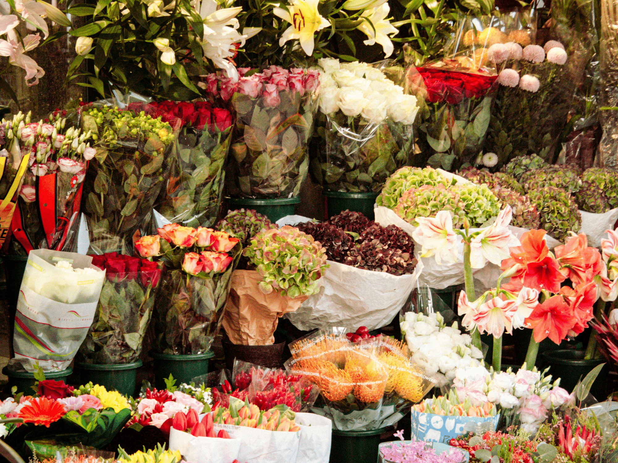 Ferienhausträume Bodensee Umgebung Frühlingsmarkt