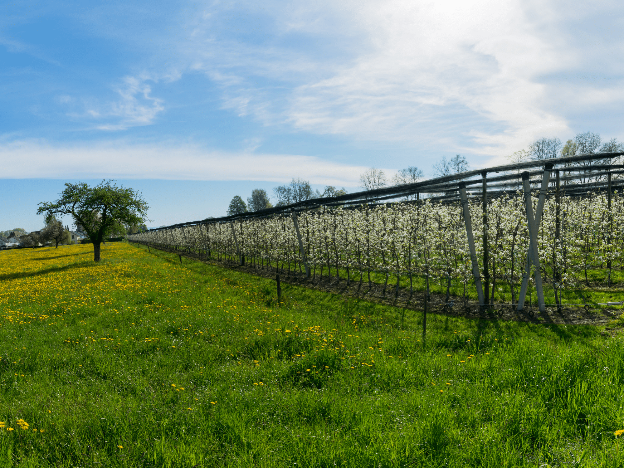 Ferienhausträume Bodensee Umgebung Obstblüte Thurgau