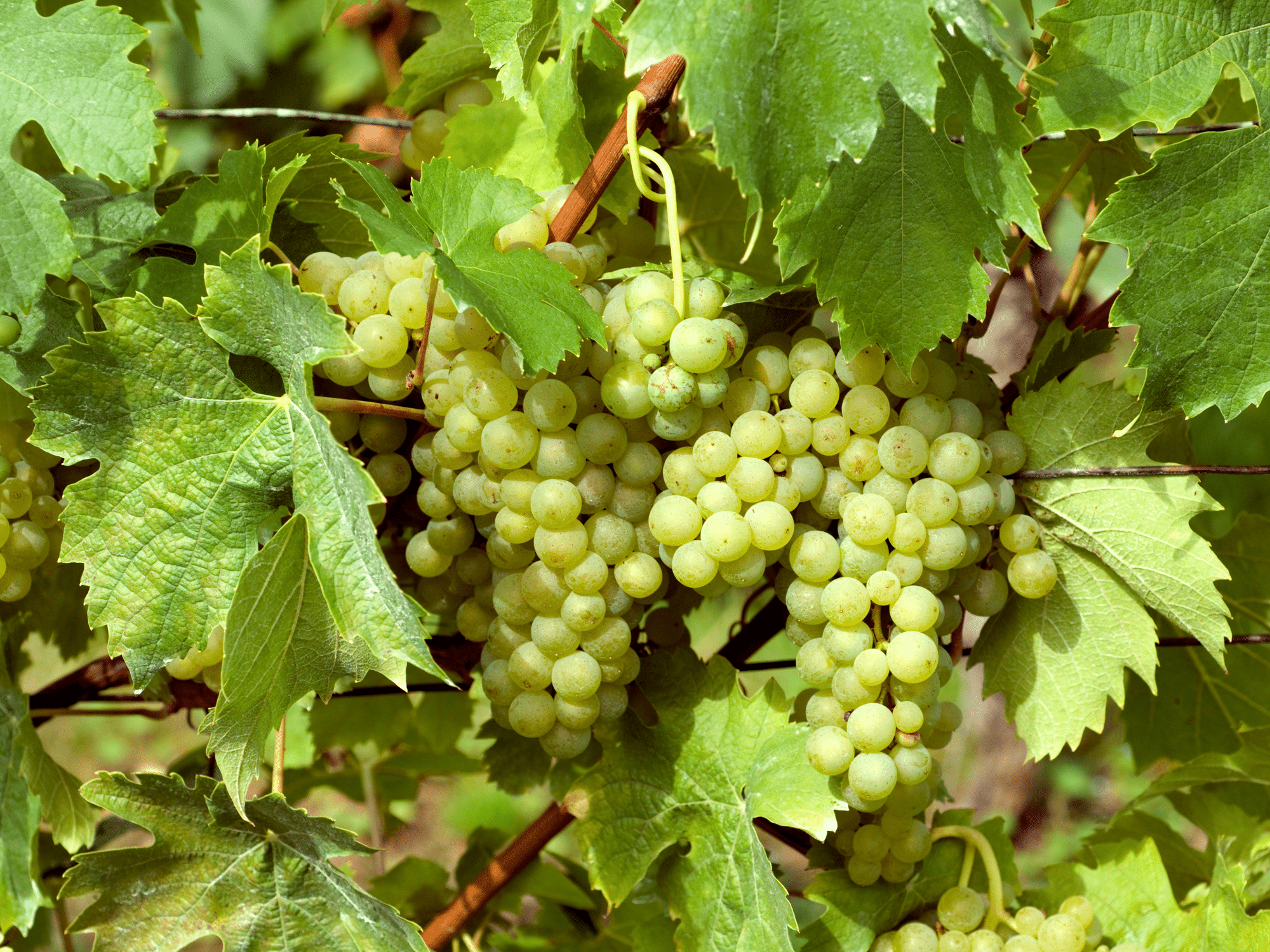 Ferienhausträume Bodensee Umgebung Weinlese